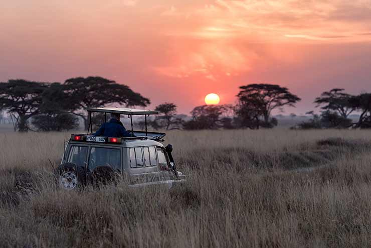 Quer fazer um Safári na África do Sul? Confira nossas melhores dicas de viagem