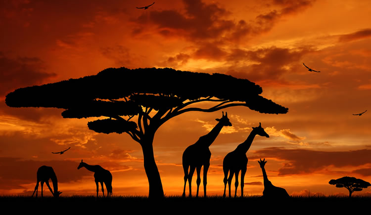 Viagem à África: 8 destinos mais visitados e dicas de turismo