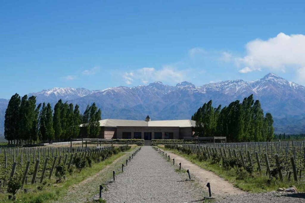 Vinhedo na cidade de Mendoza