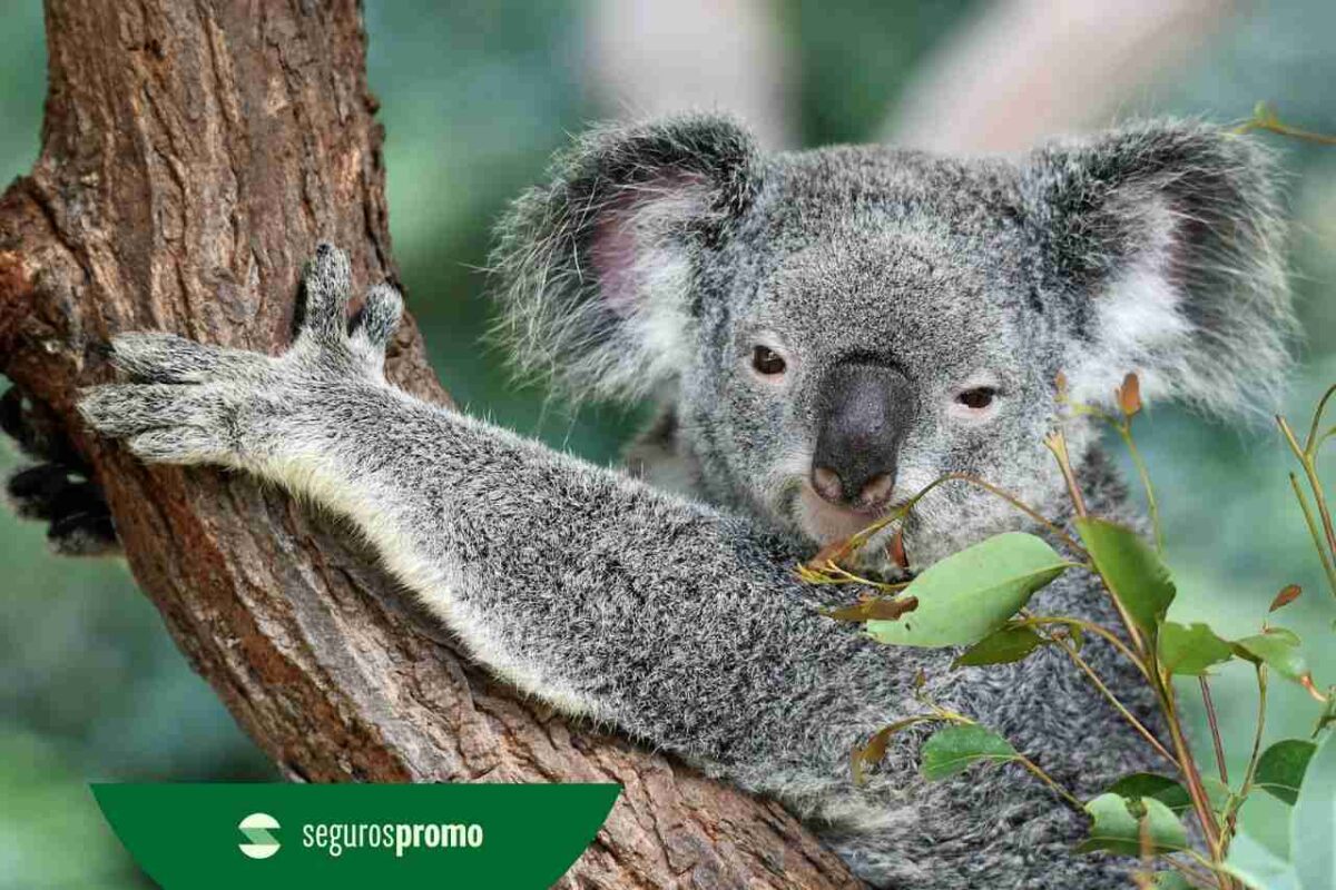 Viagem para Austrália: o que visitar e dicas turísticas!