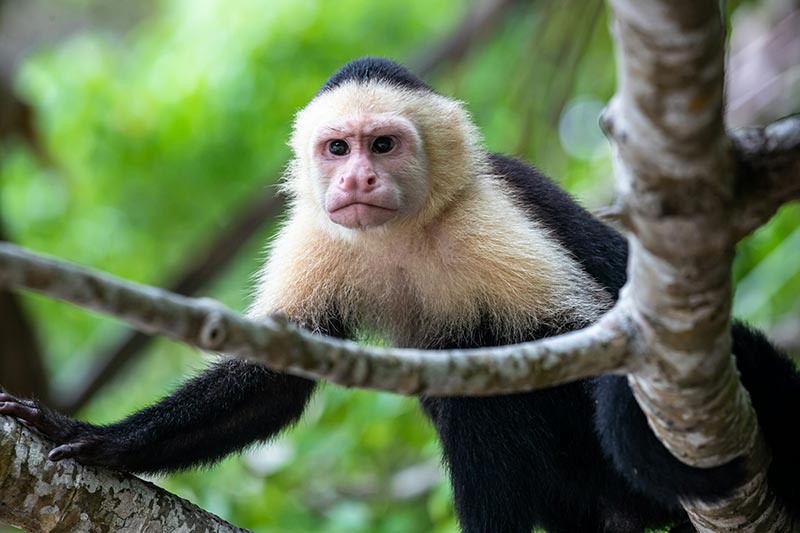 O que precisa saber para ir a Costa Rica