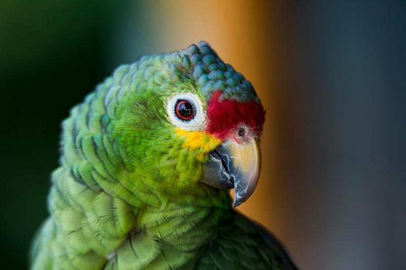 Observação de aves