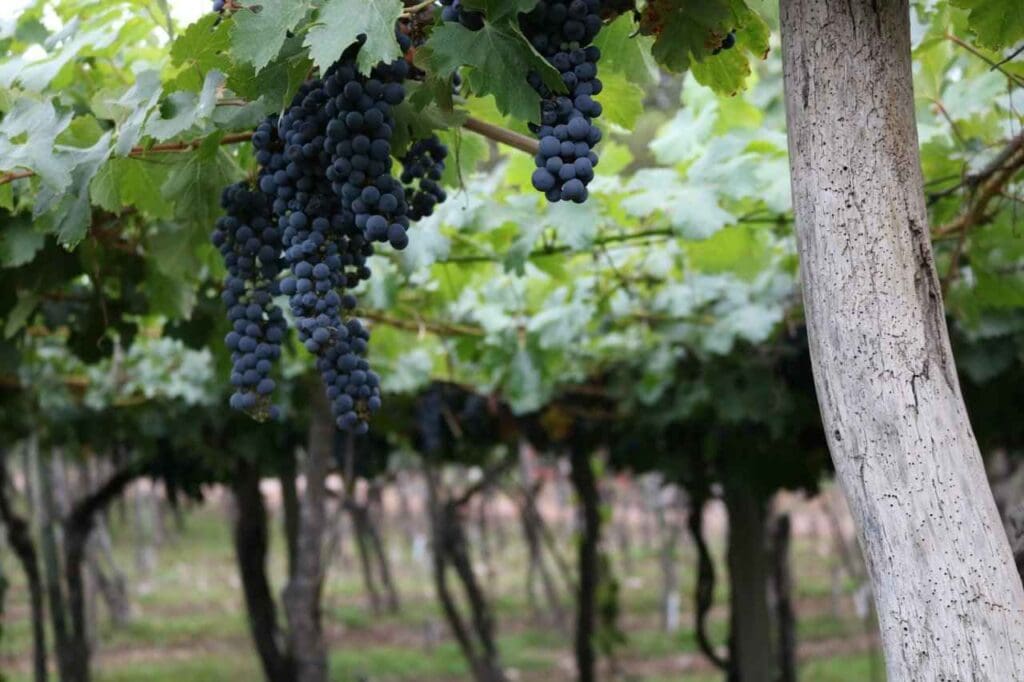 Cacho de uvas em Mendoza