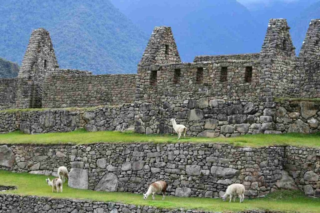 Foto de lhamas em Machu Picchu