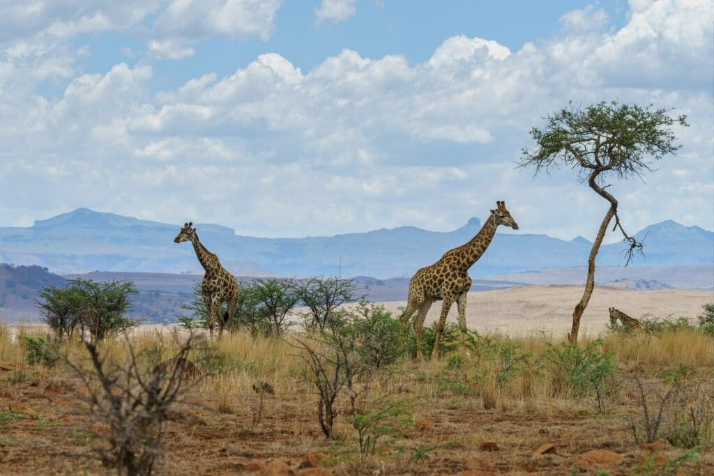 Kruger national park