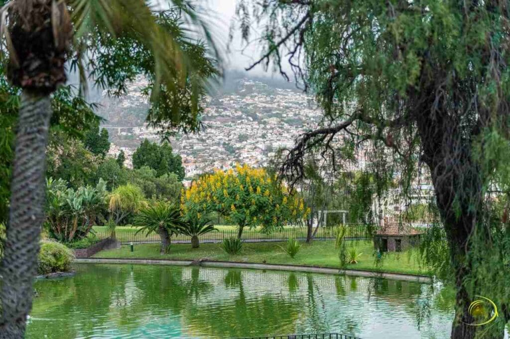 Foto de uma árvore com flores amarelas em um parque