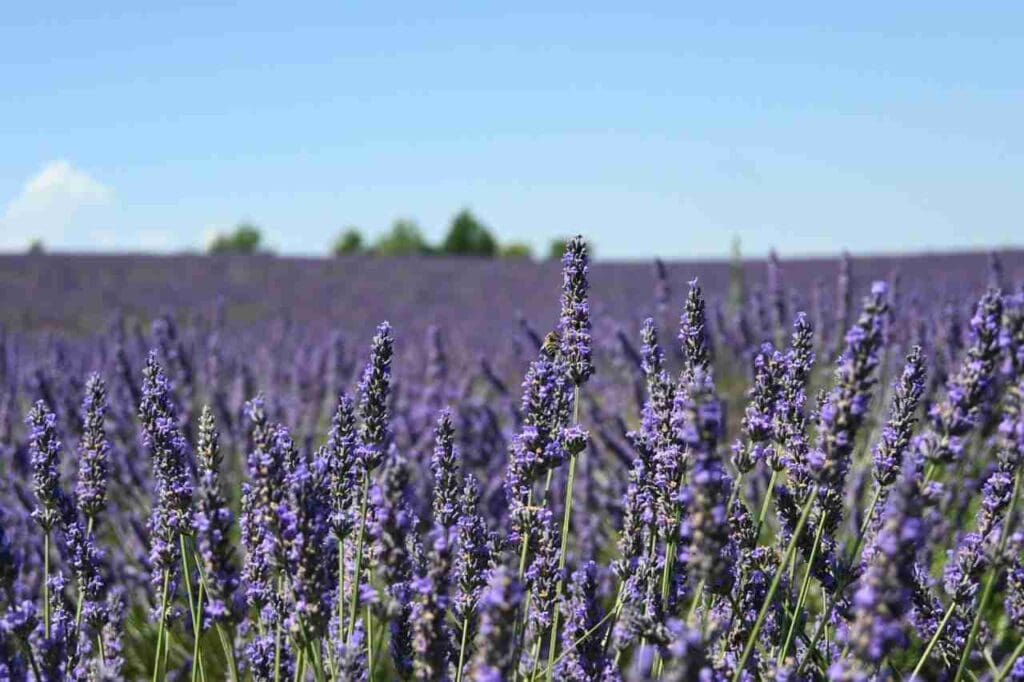 Foto de um campo de flores de lavanda com um céu azul no fundo