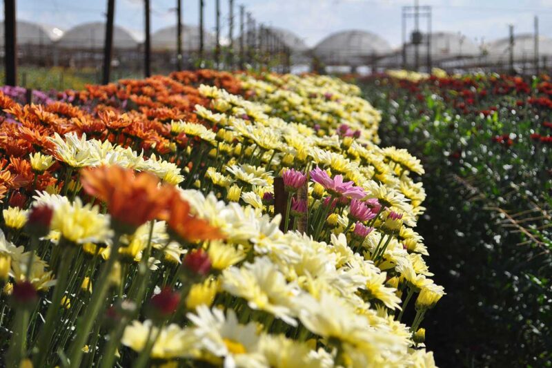 Holambra, SP: conheça as principais atrações da cidade das flores!