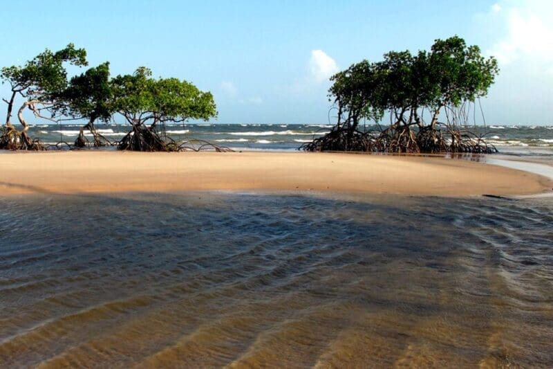 Ilha de Marajó: conheça as belezas naturais da ilha costeira!