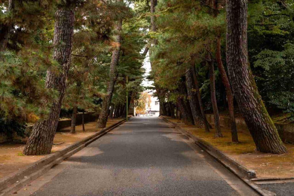 Foto de uma rua cheia de árvores