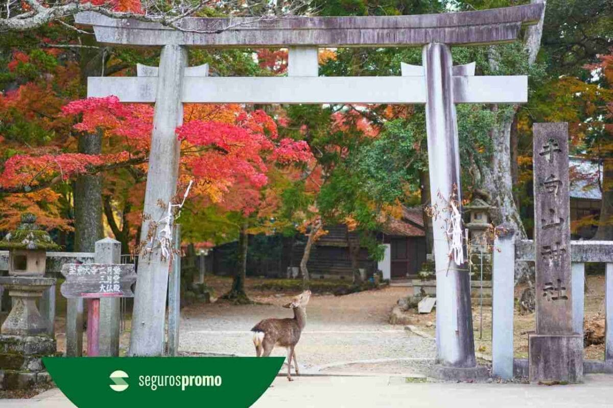 Nara: conheça as melhores atrações da cidade japonesa!