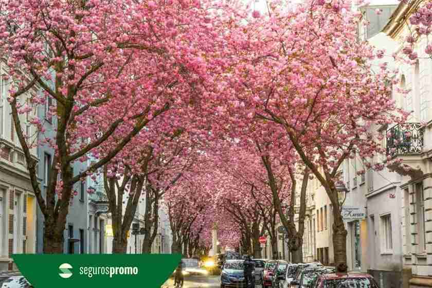 Bonn, Alemanha: tudo que você precisa saber para visitar a cidade!