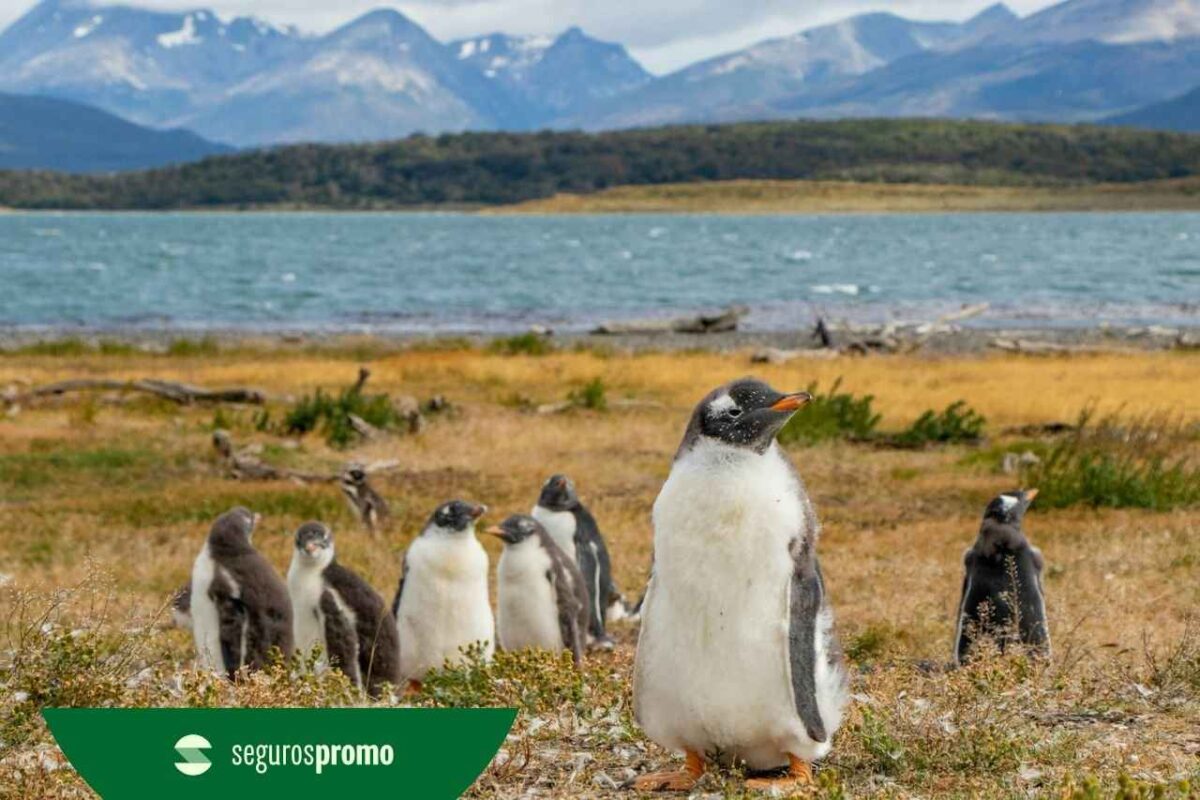Terra do Fogo: conheça as 10 principais atrações da região!